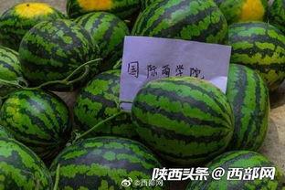有什么免费吃瓜群,畅享娱乐盛宴，轻松获取热门资讯