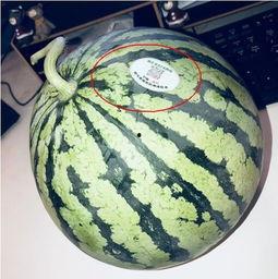 摆摊网红吃瓜是真的吗,真相还是炒作？